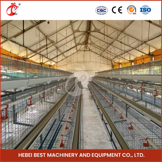 Bestchickencage Ordinary Type Layer Cage China Chain Link Chicken Layer Coop Factory Free Sample Centrally Adjust Waterline Design Cage Free Chicken Egg Farm